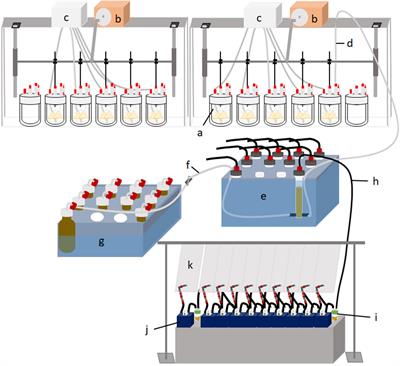 Methane Reduction Potential of Brown Seaweeds and Their Influence on Nutrient Degradation and Microbiota Composition in a Rumen Simulation Technique